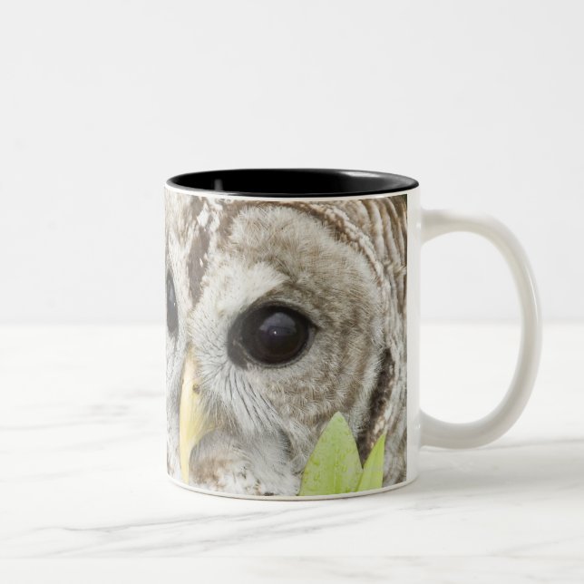 Barred Owl Two-Tone Coffee Mug (Right)
