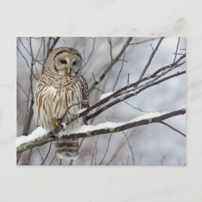 Barred Owl with a light snowfall Postcard (Front)