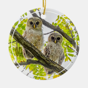 Barred Owlets Springtime Ceramic Ornament