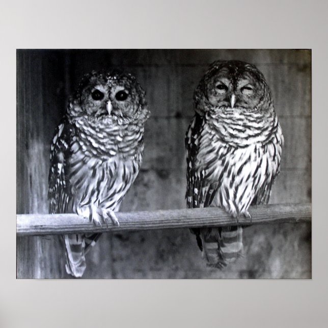 Barred Owls Poster (Front)