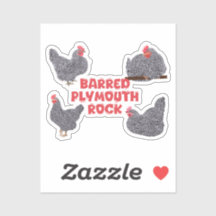 Barred Plymouth Rock Chickens