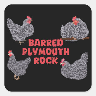 Barred Plymouth Rock Chickens Square Sticker