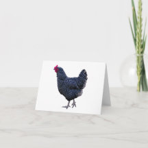 Barred rock hen blank card