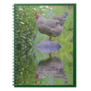 Barred Rock Hen Notebook
