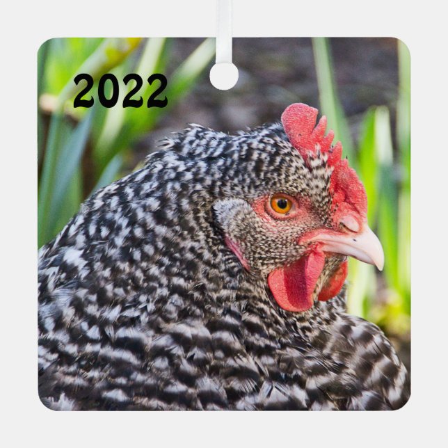 Barred Rock Hen  - Pet Chicken Metal Ornament (Front)