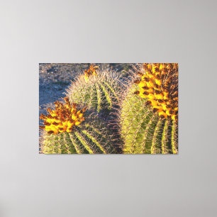Barrel Cacti Canvas Print