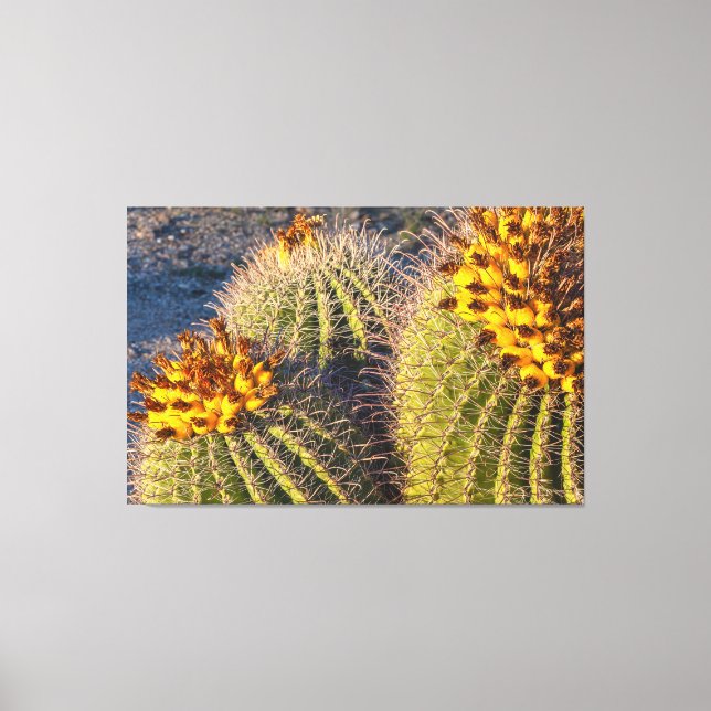 Barrel Cacti Canvas Print (Front)