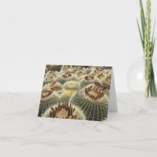 Barrel cactus card