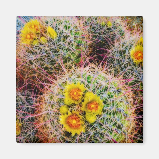 Barrel cactus close up, California Magnet (Front)