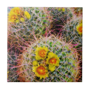 Barrel cactus close up, California Tile