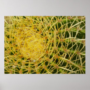 Barrel Cactus Closeup Abstract Nature Photography Poster