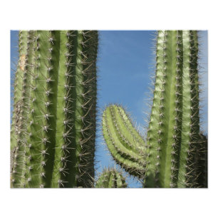 Barrel Cactus I Desert Photo Print