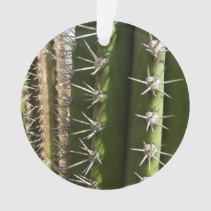 Barrel Cactus II Désert Nature Photo