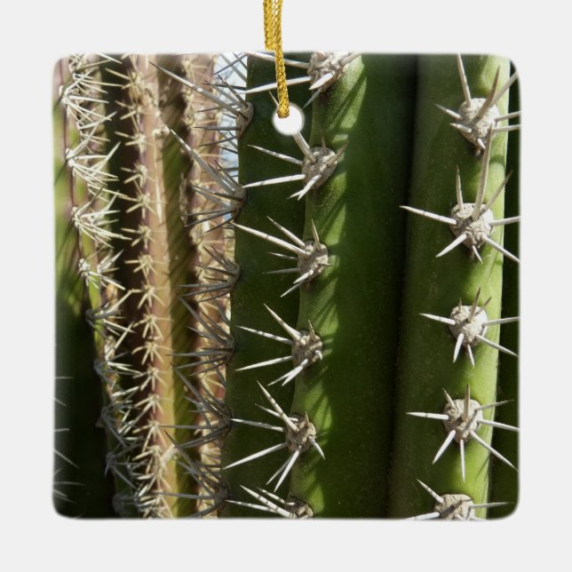 Barrel Cactus II Desert Nature Photo Ceramic Ornament (Front)