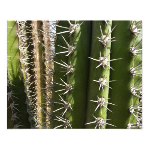 Barrel Cactus II Desert Nature Photo Print