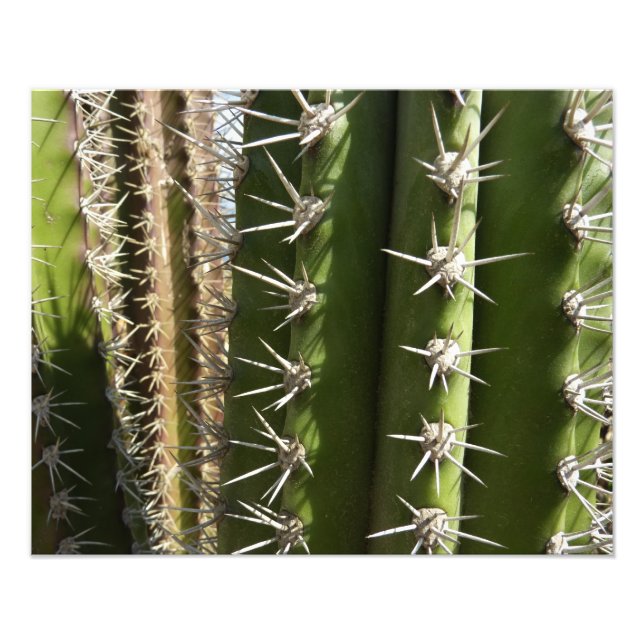 Barrel Cactus II Desert Nature Photo Print (Front)