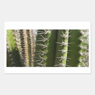 Barrel Cactus II Desert Nature Photo Sticker