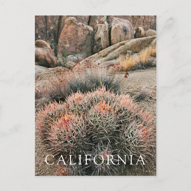 Barrel Cactus In California Postcard (Front)