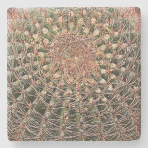Barrel cactus in the Desert, Arizona, sq coaster