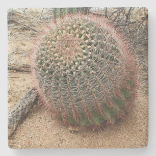 Barrel cactus in the Desert, Arizona, sq coaster