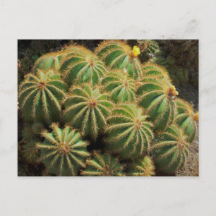 Barrel Cactus Postcard