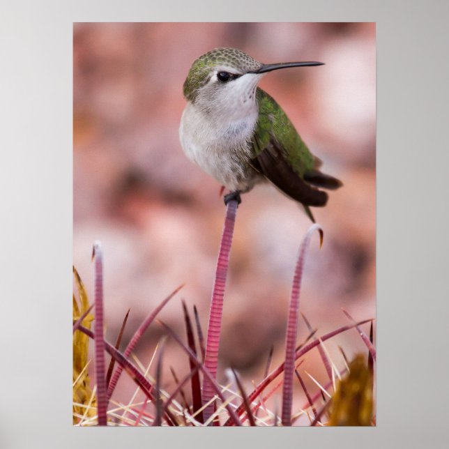 Barrel Cactus Roosting Poster (Front)