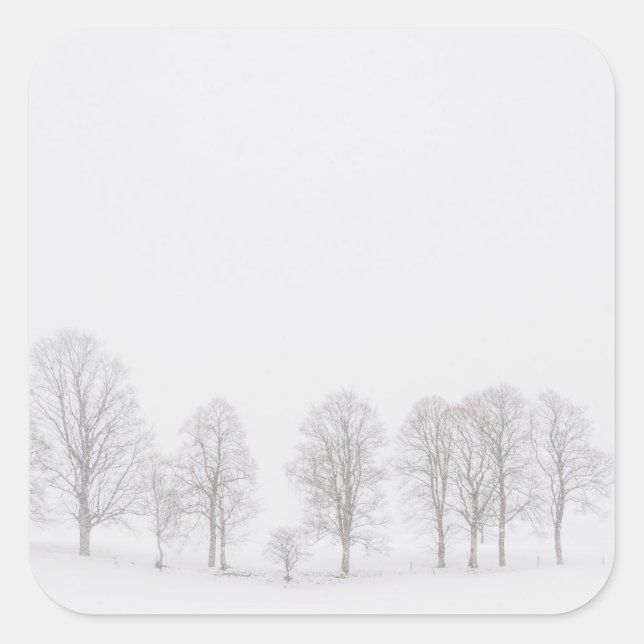 Barren trees in winter in a white world sticker (Front)