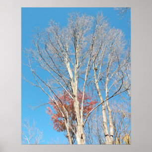 Barren Trees Poster