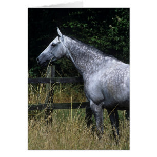 Barrière se tenante prêt de cheval de pur sang