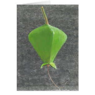 Barringtonia Acutangula