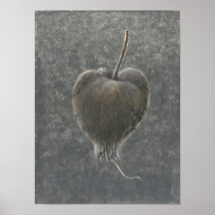 Barringtonia Acutangula  2 Poster