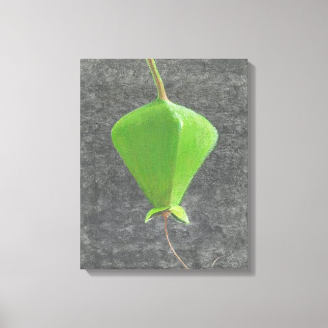 Barringtonia Acutangula Canvas Print (Front)