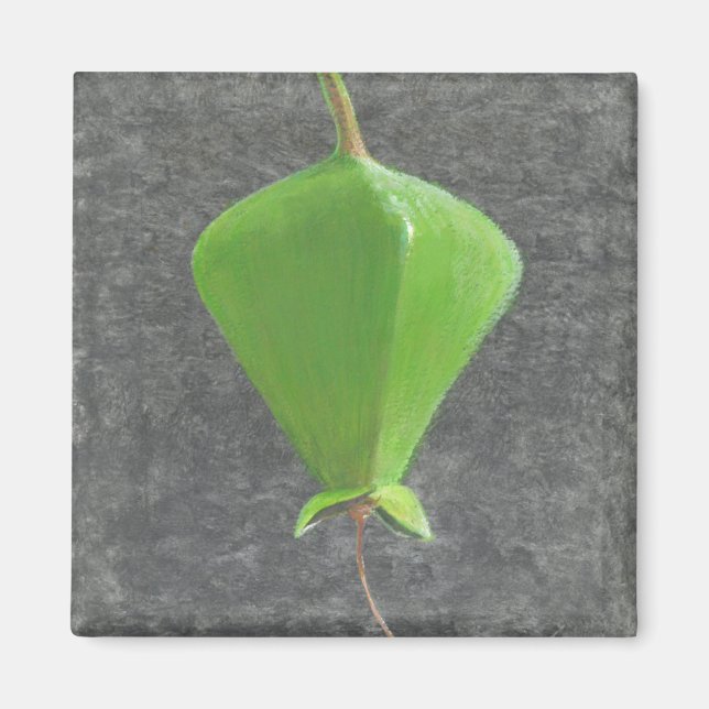 Barringtonia Acutangula Magnet (Front)