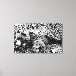 Barr's Bear Over 10 Foot Long, Alaska Canvas Print