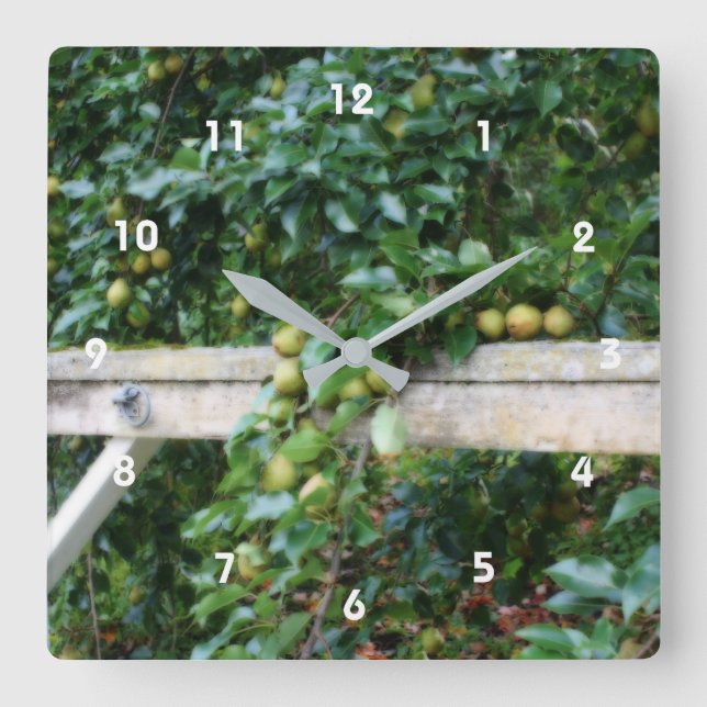 Bartlett Pears On Tree Country Square Wall Clock (Front)
