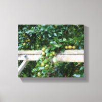 Bartlett Pears On Tree Hitching Post