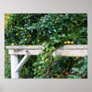 Bartlett Pears On Tree Orton Art Poster