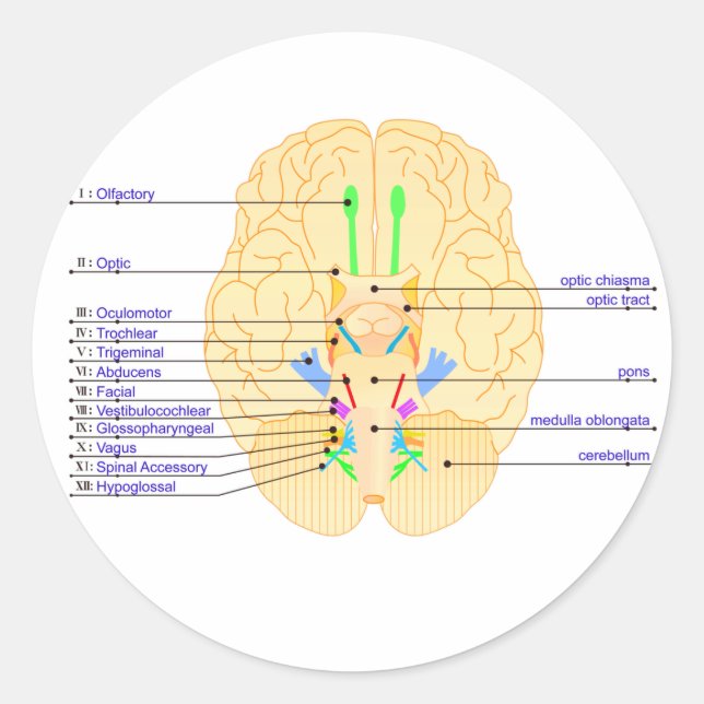 base of brain picture english classic round sticker (Front)