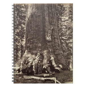 Base of the Grizzly Giant, from 'The Yosemite Book