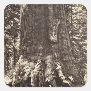 Base of the Grizzly Giant, from 'The Yosemite Book Square Sticker