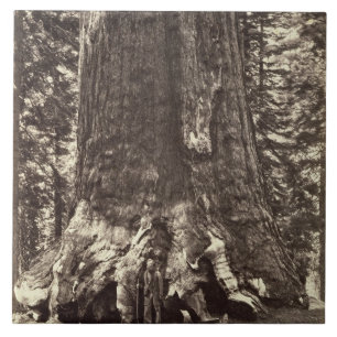 Base of the Grizzly Giant, from 'The Yosemite Book Tile