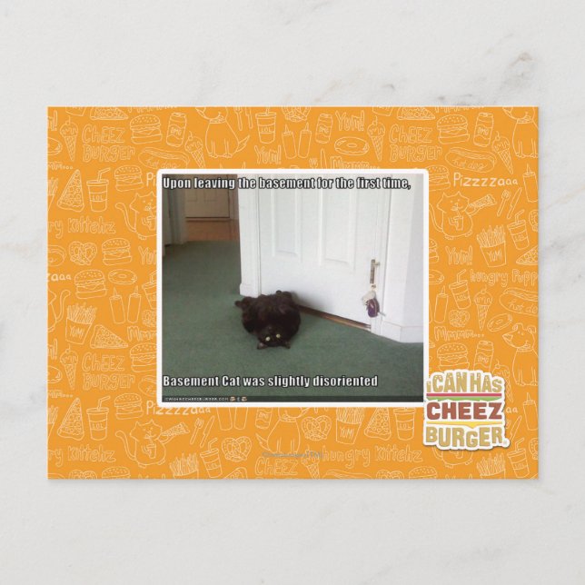 Basement Cat, disoriented Postcard (Front)