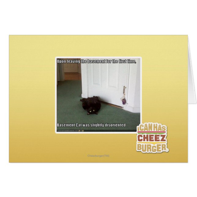 Basement Cat, slightly disoriented (Front Horizontal)