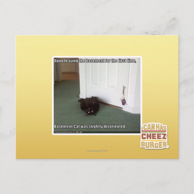 Basement Cat, slightly disoriented Postcard (Front)
