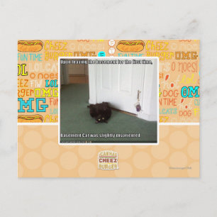 Basement Cat, slightly disoriented Postcard
