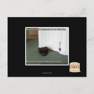 Basement Cat, slightly disoriented Postcard