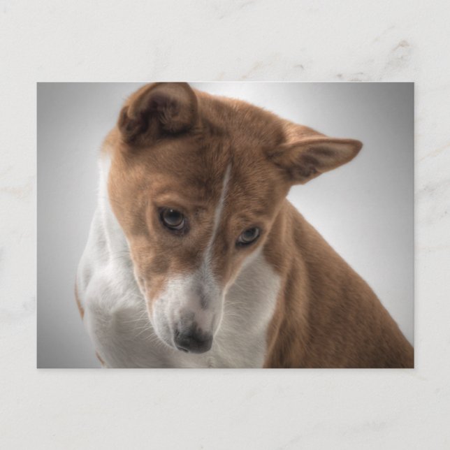 basenji postcard (Front)