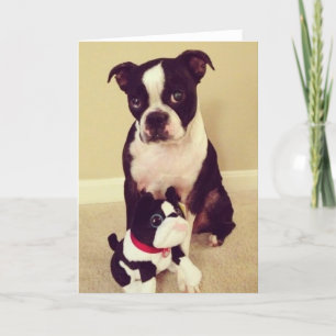 Bashful Boston Terrier Card