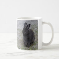 Bashful Bunny Rabbit