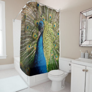 Bashful Peacock